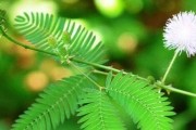 含羞草的耐寒能力（探究含羞草的寒冷适应能力及其生长环境）