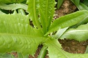 养护油麦菜的方法剖析（每天浇水是否是必要的？）