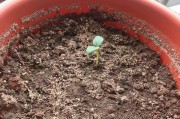 西瓜种子发芽全过程（发芽需要多长时间？如何促进发芽？）
