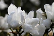以含笑花冬天如何渡过？（寒冷严冬中，含笑花散发温暖的力量）