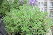 太阳花在冬天能否存活？（探寻太阳花的冬季生存之路）