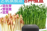 花生水培，高产省力的新种植方式（如何进行花生水培？注意事项与技巧分享）