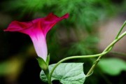 喇叭花的花语与寓意（探寻喇叭花在生活中的含义）