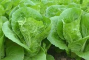 如何种植白菜？（白菜种子的选购、育苗、移栽、养护与施肥）