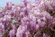 多花紫藤的花期特点（一年开几次花，如何护理）