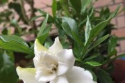 小叶栀子的种植与养护（掌握上盆时间与技巧，打造绚丽多彩的花园）