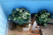 如何选择适合龟缸的植物？（从环境、光照、水质等方面分析，为龟缸挑选最佳植物）