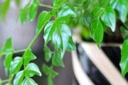 灯笼花的风水寓意及摆放位置（点亮生活祈求好运）