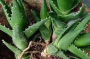 家居养生不可少——种植芦荟（种植芦荟的好处与注意事项）