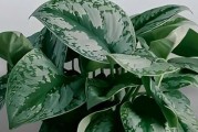 12种净化甲醛的植物，让你呼吸更健康（从家居植物到室外常见的净化甲醛植物）