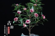 冬天养护金边瑞香的秘诀（让你的金边瑞香在寒冷的冬天健康茁壮成长）