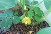 花生的植物分类（揭开花生真正的身份）