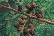 红松是裸子植物吗？（探究红松属于哪一类植物，了解裸子植物的特征与分类）