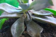 多肉植物烂心问题解决方法（应对多肉植物烂心，从源头预防到治疗都不能忽视）