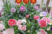 培育美丽康乃馨的技巧（从种植到护理，助你打造花园中的康乃馨盛景）