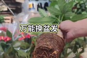 发财树根部变软的处理方法（发现发财树根部变软，如何应对？）