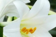 百合冬天需要特别照顾吗？（揭开百合冬季养护的秘密）
