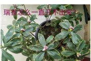 换盆瑞香，让它更茁壮生长（瑞香换盆的最佳时间和步骤，让你一学就会）