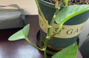 绿箩施复合肥，助力植物健康生长（如何科学施用复合肥提高绿箩的生长质量）