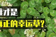 三叶草的神奇功效（揭秘三叶草的健康秘密，让你更加健康）