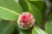 茶花冬天会不会冻死？（茶花生存的秘密和防护方法）
