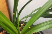 草木灰与兰花生长（草木灰可以促进兰花健康生长）