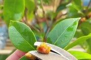 茶花花苞为何不开花就掉了？（探究茶花花苞掉落的原因及应对措施）