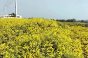 菊花是什么植物类别？（揭秘菊花的植物学身份）