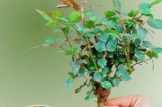如何养成玫瑰花老桩造型（实用技巧帮助您打造美丽玫瑰花园）