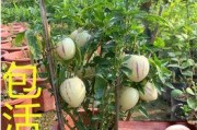 人参果种子的最佳种植时间（掌握种植时间，人参果种植得更易成功）
