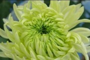 菊花的形态特征与生长环境（探秘菊花的外形、颜色、形态等特征及其适宜生长环境）