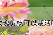 玫瑰花的简单剪枝方法（轻松修剪，让玫瑰花更美丽）