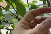 三角梅叶子变黑掉叶子的原因及解决方法（探究三角梅叶子变黑的原因，教你如何防止叶子掉落）