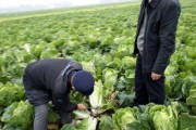 什么时候收获大白菜最好？（最佳收获时间、影响因素及注意事项）