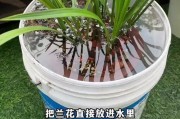 如何快速发芽兰花苗（掌握关键技巧，让兰花苗迅速生根发芽）