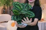 冬天浇水技巧（彩虹竹芋冬季养护要点与浇水技巧）