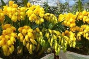大叶蕙兰开花全攻略（一步步教你如何养出美丽的大叶蕙兰）