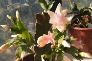 蟹爪兰不开花怎么办？（探究蟹爪兰光长叶子不开花的原因及解决方法）