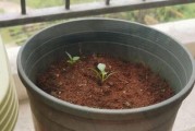 如何正确留种洒瓶兰？（留种方法、关键步骤、注意事项）