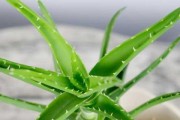 可乐可以浇芦荟吗？（探究可乐浇芦荟的效果和影响）