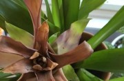 凤梨几年开花结果（凤梨花期、果实发育、品种选择和管理技巧）