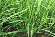 韭菜种植全攻略（最佳播种时间、技巧与注意事项）
