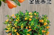 怎么养吊兰长得又快又旺盛？（吊兰养护指南，快速提升绿植生长力）
