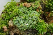探秘常见苔藓植物（认识它们，了解它们的生态）