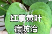 红掌干枯了怎么办？（解决红掌干枯问题的有效方法）