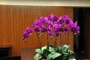 东北阳台适合种植的花卉（打造四季芬芳的阳台花园）