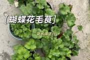 如何保存花毛茛种球（从采摘到储存，让花毛茛种球保持最佳状态）