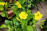 家里养飘香藤的风水效应（打造舒适温馨的家居环境，促进家庭幸福生活）