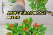 虎刺梅修剪技巧