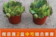 观音莲老桩养殖全攻略（掌握关键技术，开启高效养护）